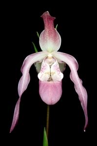 Phragmipedium QF Leina'ala 'Arnie' AM/AOS 80 pts.